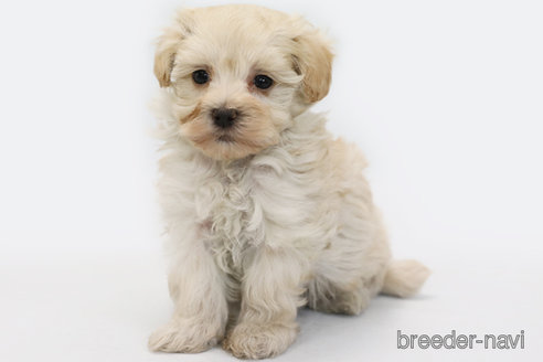 成約済の神奈川県のマルプー:マルチーズ×トイプードル-357353の2枚目